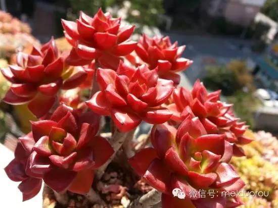 新网购的多肉植物 如何上盆?