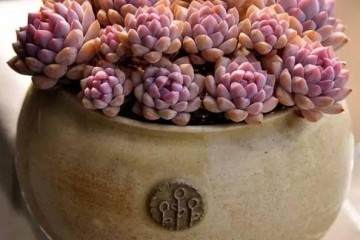 多肉植物上盆的方法及初期养护 图片