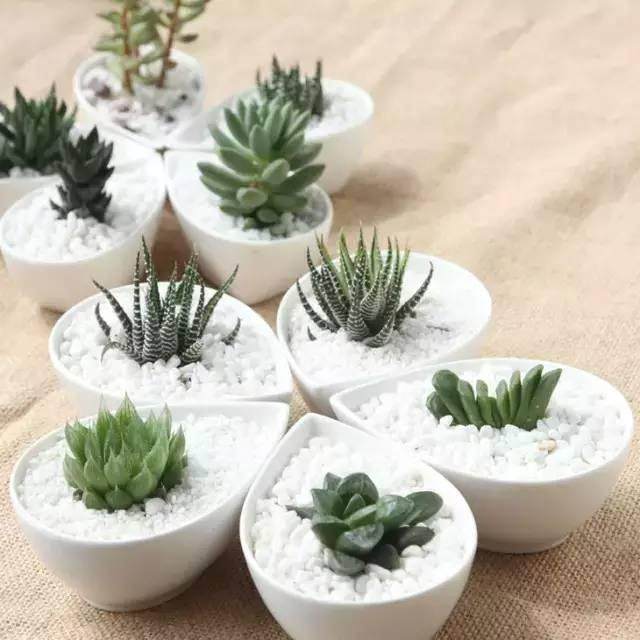 多肉上盆后 不要置于日光下 少量浇水 切忌大量灌水