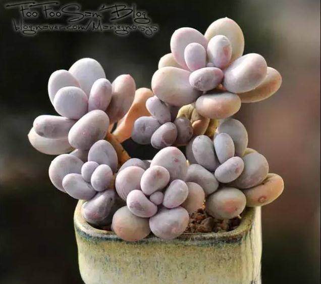 多肉上盆后 不要置于日光下 少量浇水 切忌大量灌水