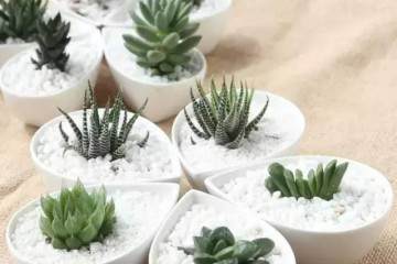 多肉上盆后 不要置于日光下 少量浇水 切忌大量灌水