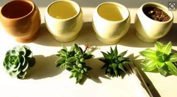 多肉为换土→洗根→修根→浸根杀菌→晾根→风干→上盆 七个步骤