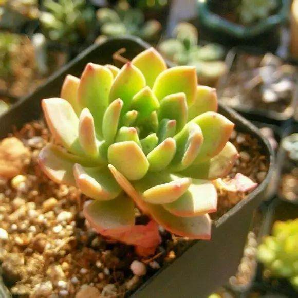 多肉为换土→洗根→修根→浸根杀菌→晾根→风干→上盆 七个步骤