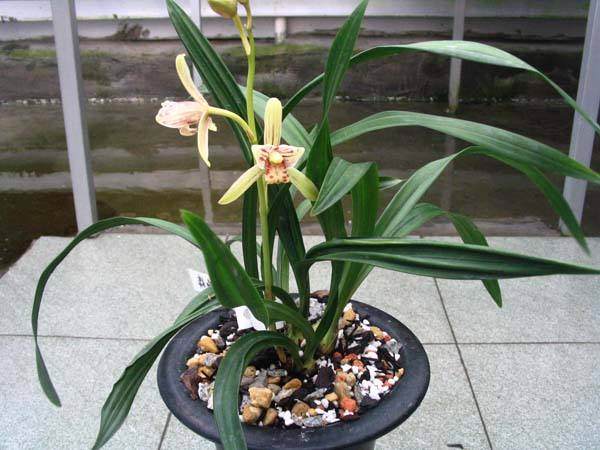 四季兰的引种与翻盆每年的3月至6月