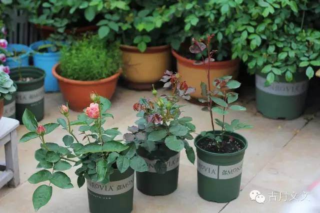 月季小苗的施肥与病虫害防治