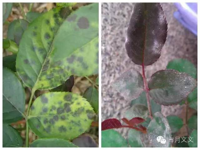 月季小苗的施肥与病虫害防治