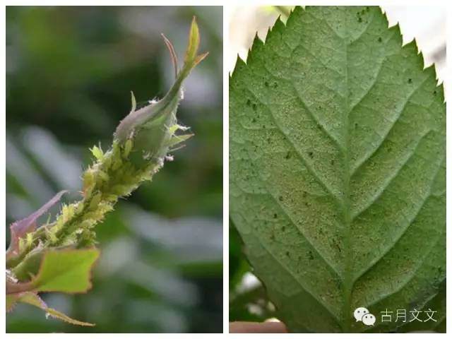 月季小苗的施肥与病虫害防治