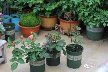 月季盆栽小苗的施肥与病虫害防治 图片