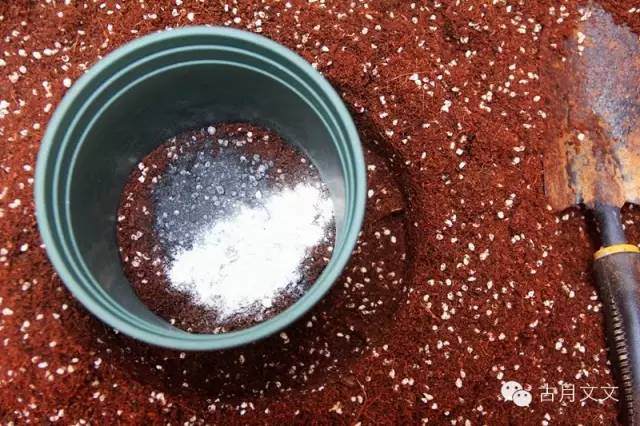 月季盆栽小苗的上盆方法 图片