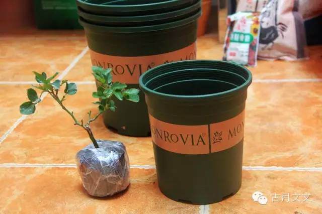 月季盆栽小苗的上盆方法 图片