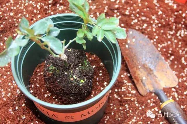 月季盆栽小苗的上盆方法 图片