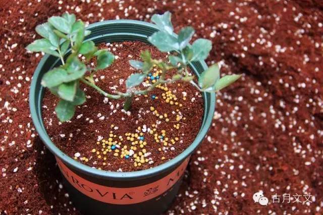 月季盆栽小苗的上盆方法 图片