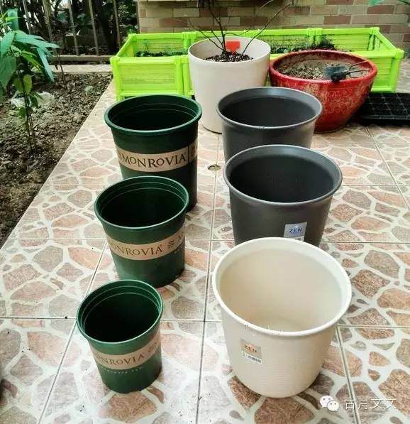 拿到月季盆栽小苗之后 要怎么上盆 图片