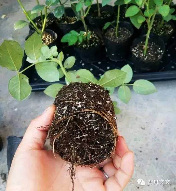 拿到月季盆栽小苗之后 要怎么上盆 图片