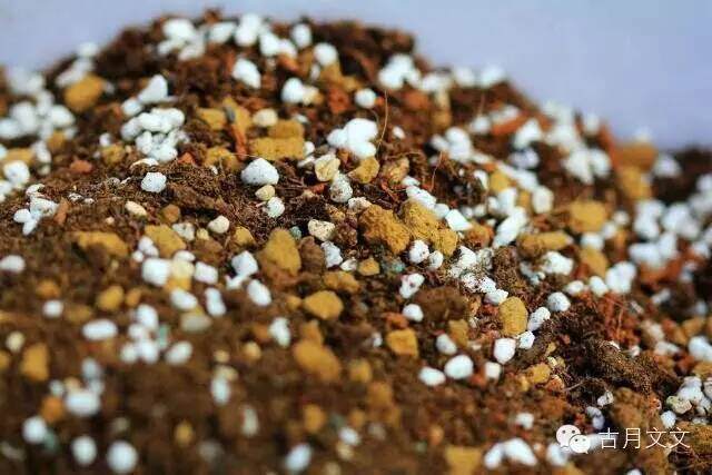 拿到月季盆栽小苗之后 要怎么上盆 图片