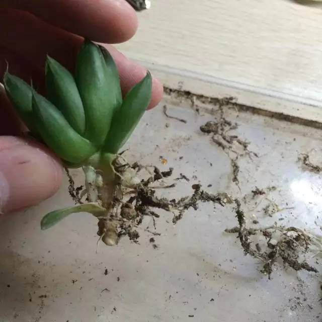 图解 玉露多肉的上盆 全过程