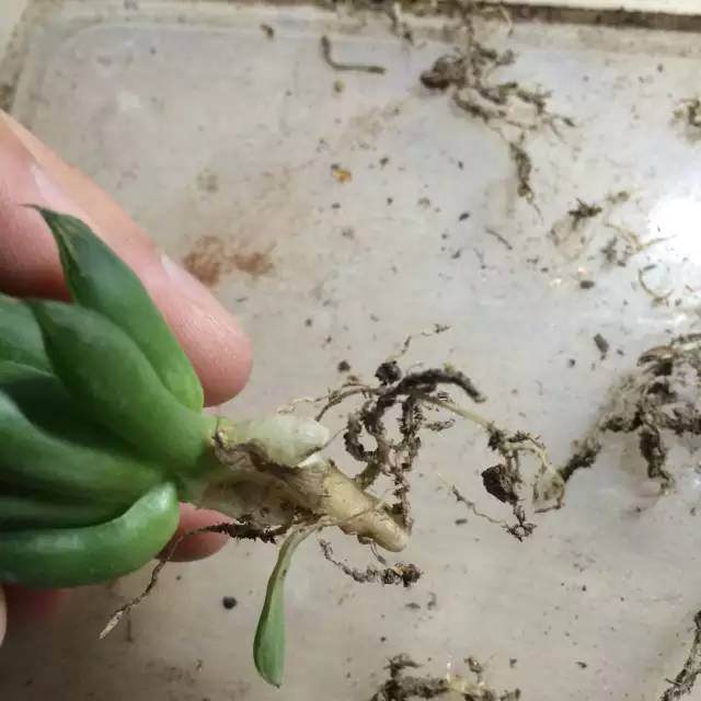 图解 玉露多肉的上盆 全过程