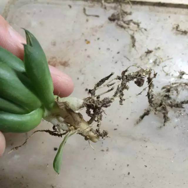 图解 玉露多肉的上盆 全过程