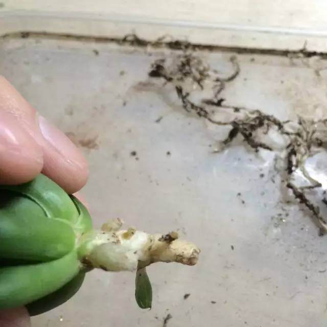 图解 玉露多肉的上盆 全过程