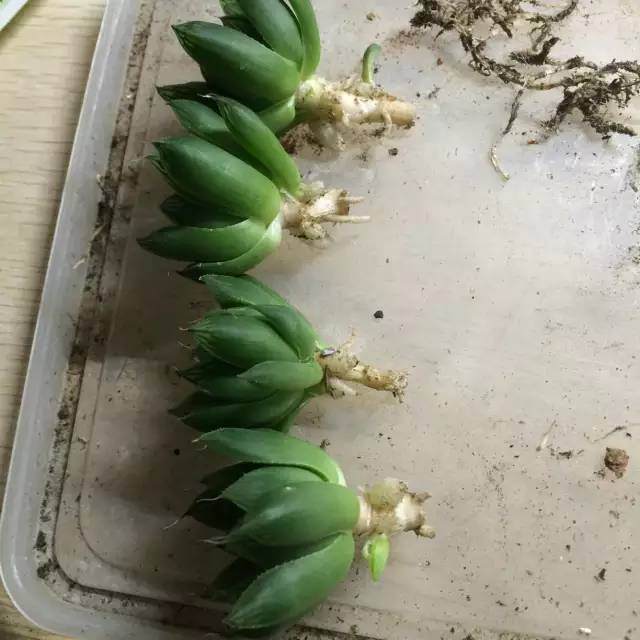 图解 玉露多肉的上盆 全过程