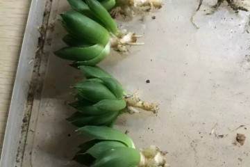 图解 玉露多肉的上盆 全过程