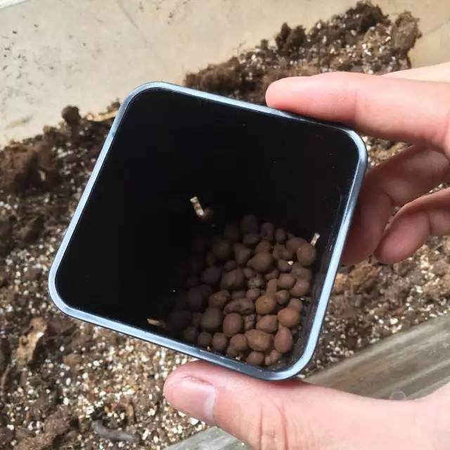 图解 玉露多肉的上盆 全过程