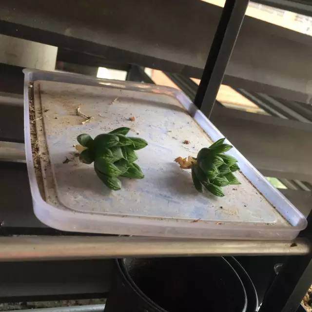 图解 玉露多肉的上盆 全过程