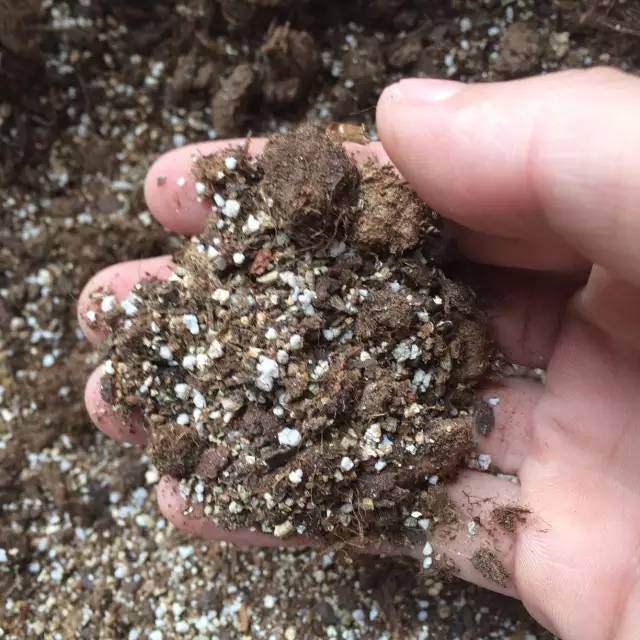 图解 玉露多肉的上盆 全过程