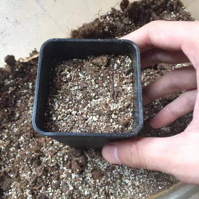 图解 玉露多肉的上盆 全过程