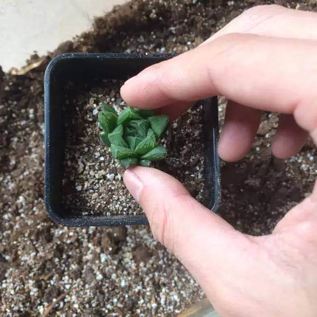 图解 玉露多肉的上盆 全过程