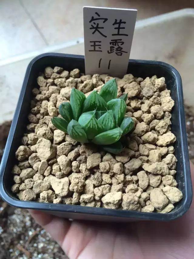 图解 玉露多肉的上盆 全过程