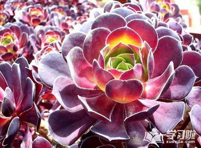 多肉植物上盆种植的经验总结