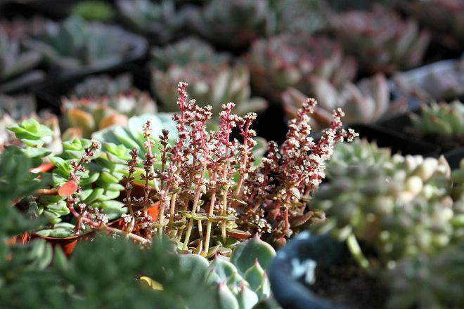 多肉植物上盆种植的经验总结