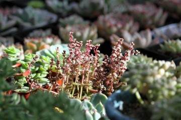 多肉植物上盆种植的经验总结 图片