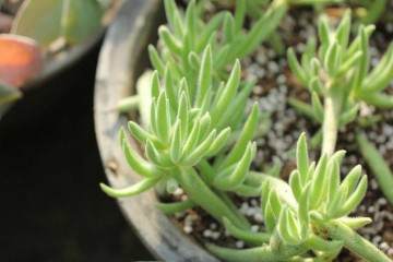 多肉植物上盆时容易忽视的5个细节