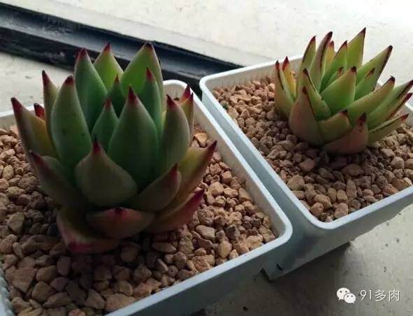 图解 如何给多肉上盆 不会种歪