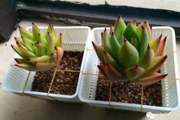 图解 如何给多肉上盆 不会种歪