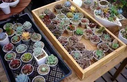 3幅 图解 多肉植物如何进行换盆？