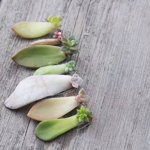 3幅 图解 多肉植物如何进行换盆？