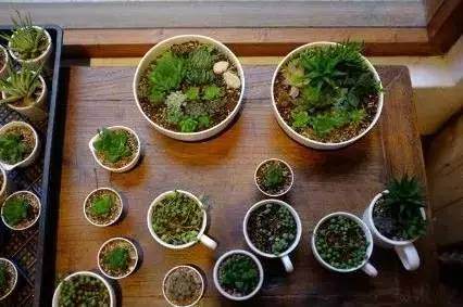 3幅 图解 多肉植物如何进行换盆？