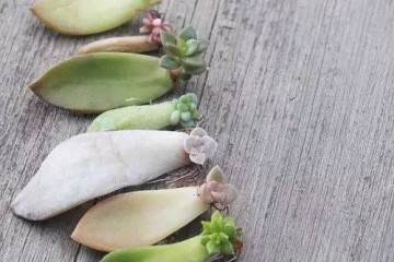 3幅 图解 多肉植物如何进行换盆 图片