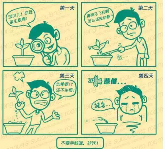 图解 多肉缓根期叶子发黄 该怎么办