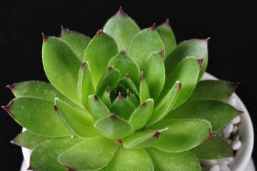 图解 多肉缓根期叶子发黄 该怎么办