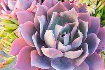 图解 多肉植物上盆前的准备