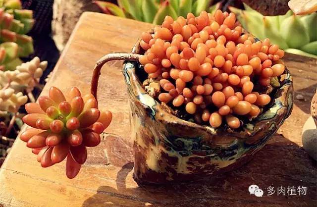 多肉植物在上盆时选择湿土干栽,还是?