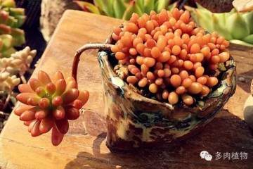 多肉植物在上盆时选择湿土干栽 还是