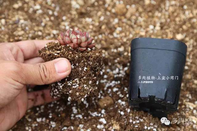 图解 多肉上盆教程的3个小窍门