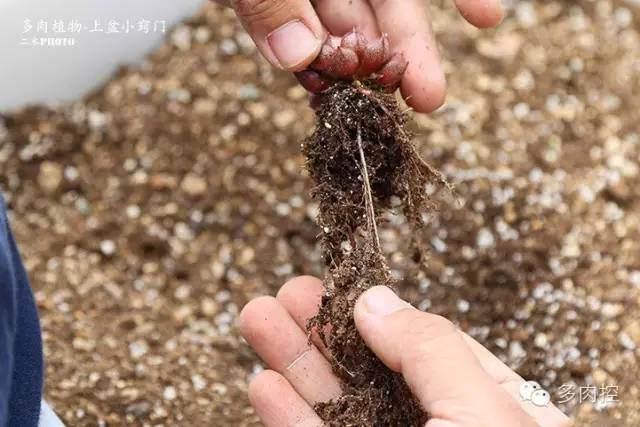 图解 多肉上盆教程的3个小窍门