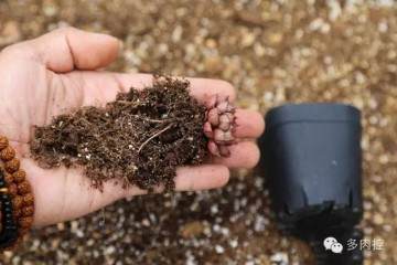 图解 多肉上盆教程的3个小窍门