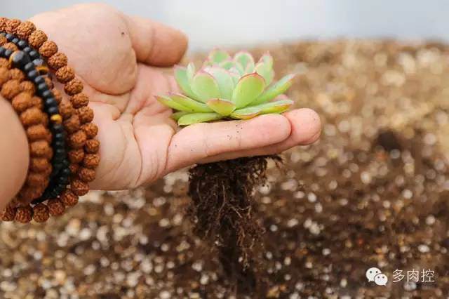 图解 多肉上盆教程的3个小窍门